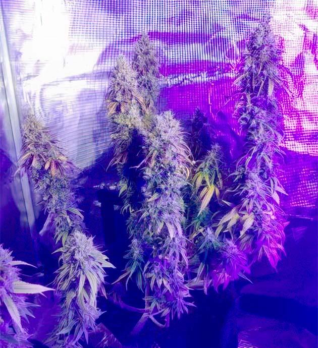 Каннабис на 13 - 15 неделе созревания