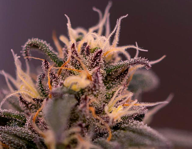 Конопля ростом 90 см