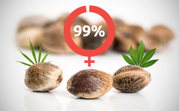 Феминизированные семена сативы и индики