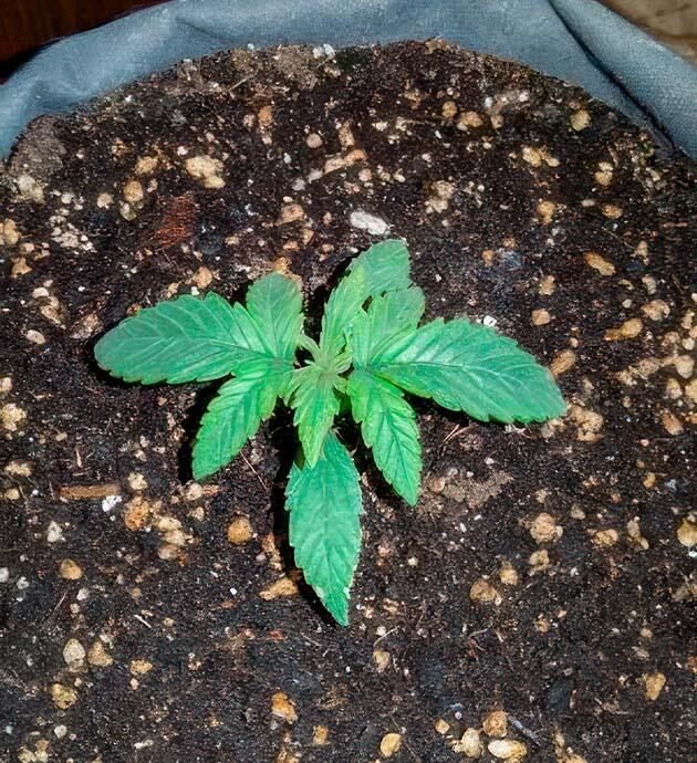 Развите марихуаны Росток +Speed Auto от сидбанка Sweet Seeds на 2 неделе