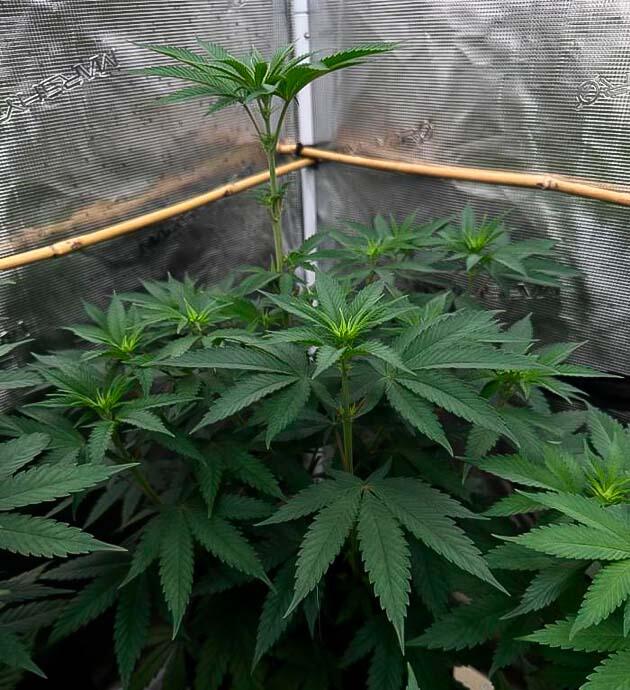 Каннабис в фазе цветения при сокращенном световом дне