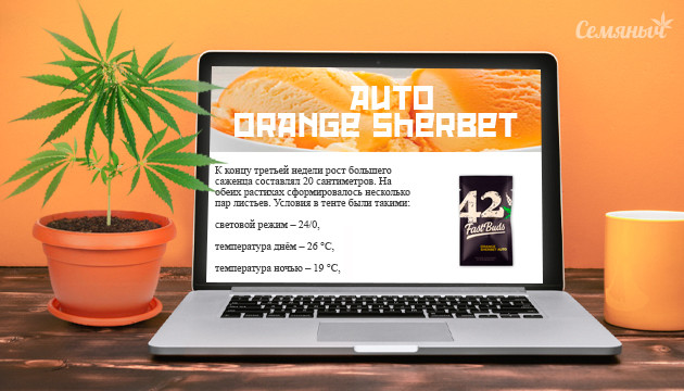 Гроурепорт сорта Orange Sherbet Auto