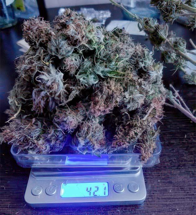 Собранные шишки конопли