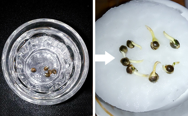 Выращивание семян конопли Проращивание семян