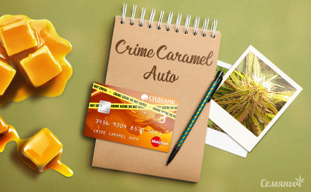 Гроурепорт сорта Crime Caramel Auto от Семяныча