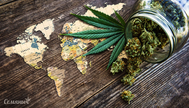 Марихуана в России: стоит ли ждать легализацию