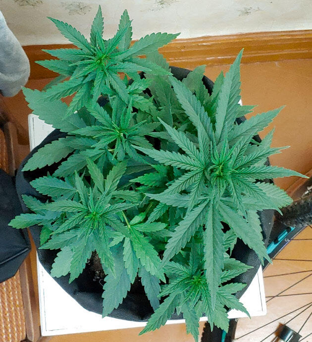 Куст конопли на 3 неделе роста