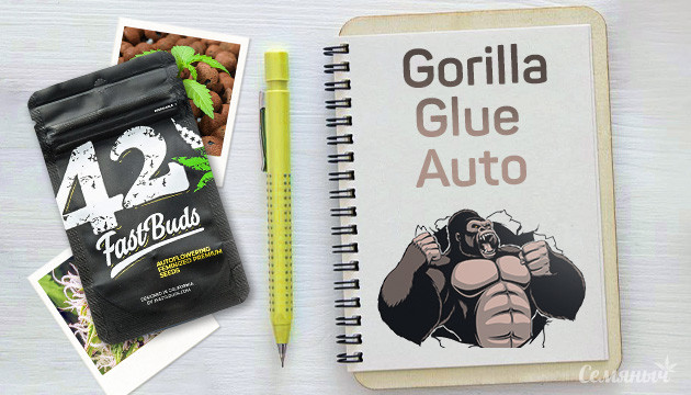 Гроурепорт сорта конопли Gorilla Auto fem от FastBuds