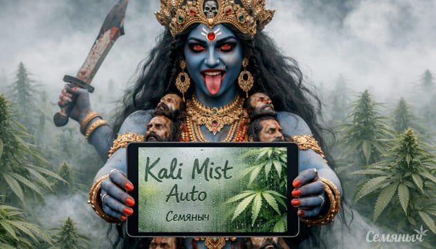 Гроурепорт сорта Kali Mist Auto от сидбанка Семяныч