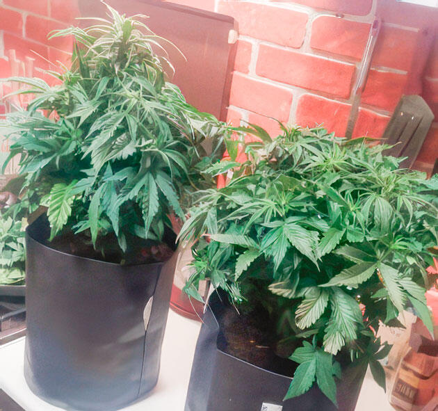 Пышная вегетация марихуаны Кусты конопли на 3-й неделе с густой листвой