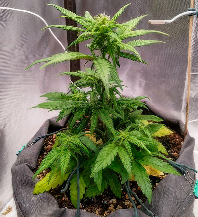 Начало цветения марихуаны Куст +Speed Auto от Sweet Seeds на 5 неделе