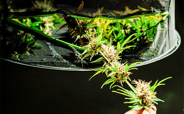 Оптимизация сушки урожая: сетки и стойки для каннабиса Как сушить урожай каннабиса: сетки, стойки и подвесные системы