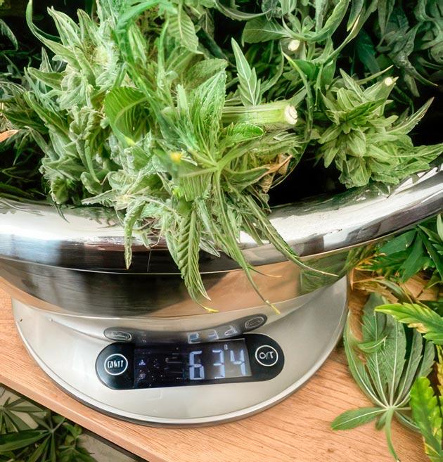 Dark Phoenix от Green House Seeds на 19-20 неделе