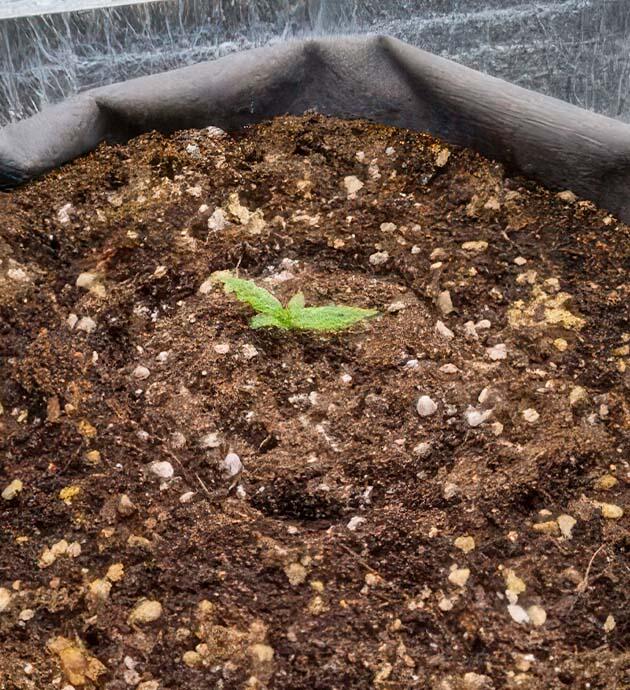 Первый полив в конце недели Росток +Speed Auto от Sweet Seeds на 1 неделе