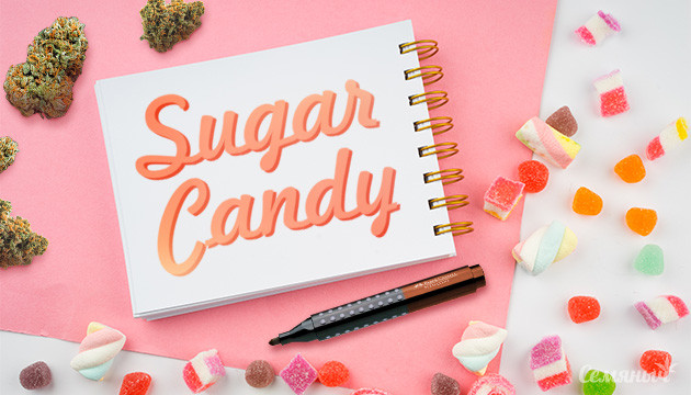 Гроурепорт сорта Sugar Candy
