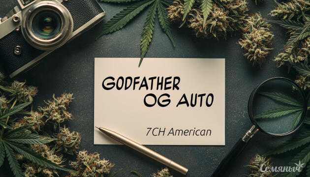 Гроурепорт сорта Godfather OG Auto от 7CH American