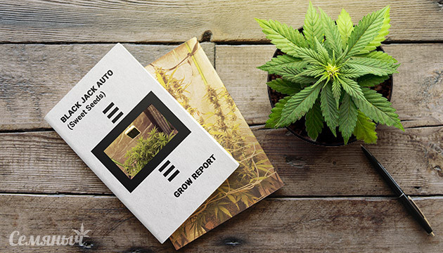 Гроурепорт сорта Black Jack Auto fem от Sweet Seeds