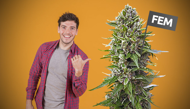 Преимущества феминизированных семян Феминизированные семена для новичков