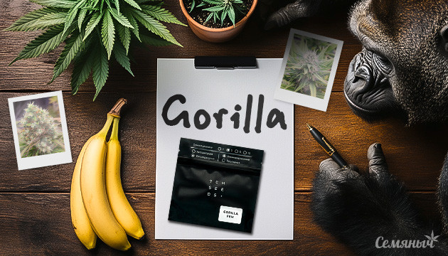 Гроурепорт сорта Gorilla fem от Семяныча