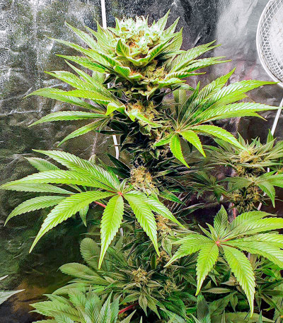 Семена сорта Auto Somango Glue fem (Advanced Seeds)