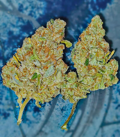 Семена сорта La Calma Autoflower fem (Easy Grow Seeds)